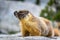 Yellow bellied marmot, Sequoia National Park