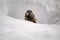 Yellow-bellied Marmot surfacing from it`s burrow in the snow Mount Rainier National Park