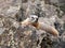 Yellow-bellied Marmot in Yellowstone