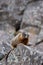 Yellow-bellied marmot in yellowstone