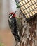 Yellow-bellied Sapsucker