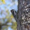 Yellow-bellied Sapsucker immature male sphyrapicus varius