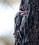 Yellow-bellied Sapsucker on a tree, doing as his name infers.