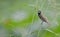 Yellow-bellied Seedeater Sporophila nigricollis