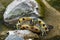 Yellow-bellied slider, land and water turtle, sunbathing in pond