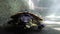 Yellow-Bellied Slider (Trachemys scripta scripta)