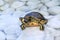 Yellow-bellied slider (Trachemys scripta scripta) in a water