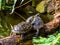 Yellow bellied slider turtle couple at the water, popular tropical pets from America