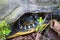 Yellow Bellied Slider Turtle Face Shot Closeup - Alabama USA