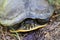 Yellow Bellied Slider Turtle Face Shot Closeup - Alabama USA