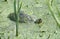 Yellow bellied Slider Turtle swimming in duckweed wetlands marsh at Phinizy Swamp Nature Park, Richmond County, Georgia