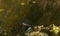 Yellow bellied slider turtle Trachemys scripta scripta with a Florida gar fish Lepisosteus platyrhincus