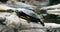 Yellow bellied slider turtle on wooden log next to the water