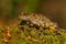 The yellow-bellied toad (Bombina variegata)