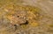 Yellow-bellied Toad on a rock in river