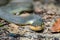 Yellow Bellied Water Snake