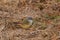 Yellow-bellied Waxbill - Coccopygia quartinia