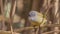 Yellow-bellied Waxbill on Reed Looking Down