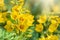 Yellow bells flowers of Lysimachia punctata, dotted loosestrife, large yellow loosestrife or spotted loosestrife in summer close-