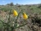 Yellow Bells - Fritillaria pudica