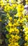 Yellow bells of Lysimachia punctata flowers growing in the garden