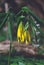 Yellow Bellwort flower and plant in the woodlands