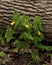 Yellow Bellwort Flowers Beside Fallen Tree in Forest