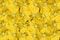 Yellow benincasa hispida flower background