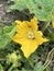 yellow Benincasa hispida flower in the garden