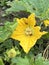 yellow Benincasa hispida flower in the garden