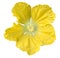 Yellow benincasa hispida flower on white background