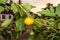 Yellow Berried Nightshade [Solanum xanthocarpum Schrad. & Wendl.]