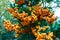Yellow berries of a Pyracantha (firethorn)