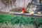 The yellow-bibbed lory