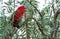 The yellow-bibbed lory