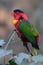 A yellow bibbed lory at Durban, South Africa