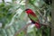 Yellow-bibbed lory, Lorius chlorocercus