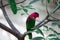 The yellow-bibbed lory Lorius chlorocercus perches on the branch. It is a species of parrot in the family Psittaculidae. It is