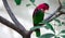 The yellow-bibbed lory Lorius chlorocercus perches on the branch. It is a species of parrot in the family Psittaculidae. It is