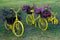 Yellow bicycles with baskets of flowers