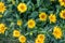 Yellow Bidens aristosa in beautiful spring, Tickseed Sunflower