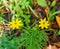 Yellow bidens aristosa flowers, Bearded Beggarticks