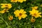 Yellow bidens blooming in the summer garden.