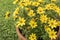 Yellow bidens closeup