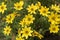 Yellow bidens closeup