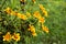 Yellow bidens ferulifolia flowers in the flowerbed. Blooming flower garden close up. Potted biden bush.