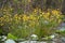 Yellow Bidens Tickseed wild flowers blooming along canoe trail in the Okefenokee Swamp