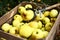Yellow big apples and pluck stick autumn photo
