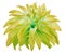 Yellow big flower on a white isolated background with clipping path. Side view. Closeup. big shaggy flower. for design. Dahli