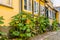 Yellow bike overgrown with hollyhooks, leaning up against the wall of an old half-timbered house in Faaborg